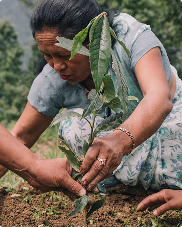 Mais de 1M de árvores plantadas